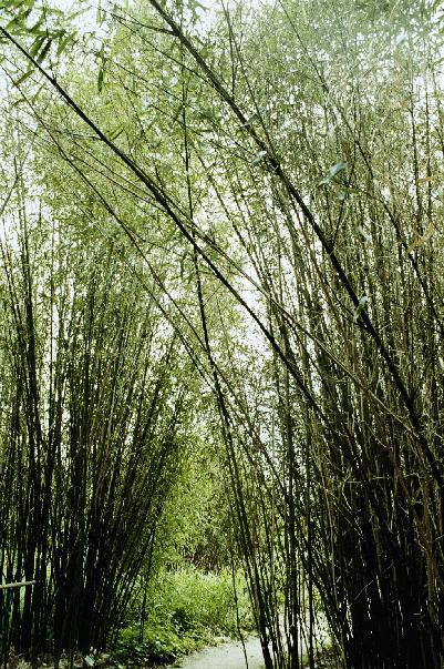 bambus2.jpg